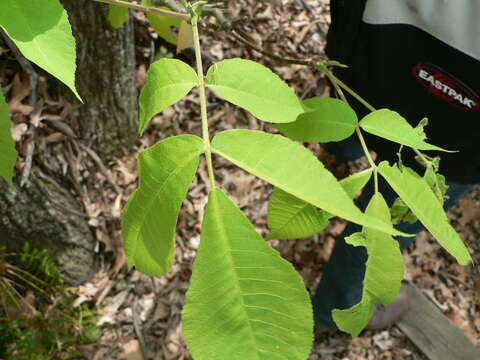 Image of pignut hickory