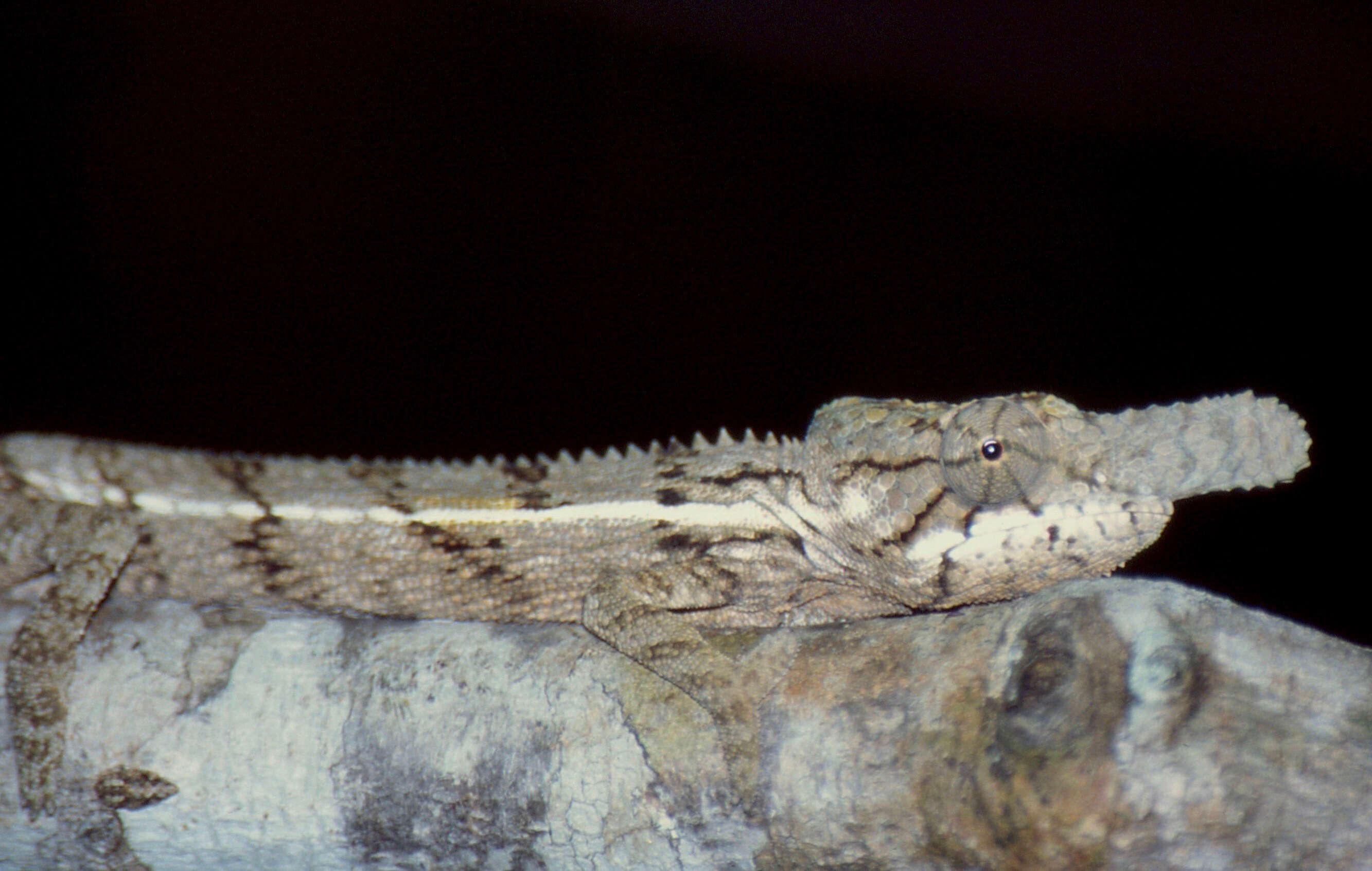 Image of Malagasy chameleons