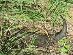 Image of Blue-tongued Skinks