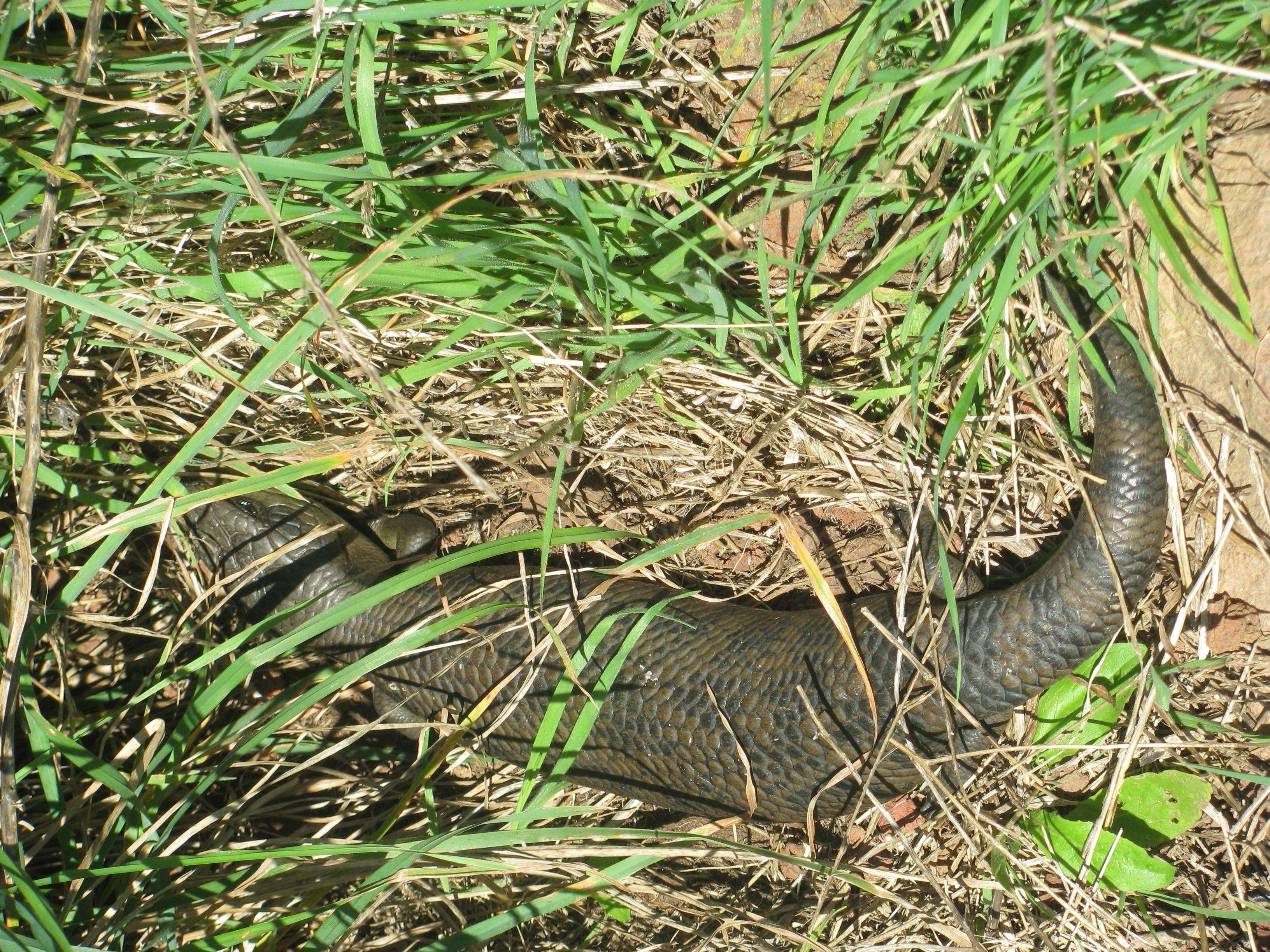 Image of Blue-tongued Skinks