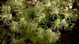 Sivun Clematis brasiliana DC. kuva