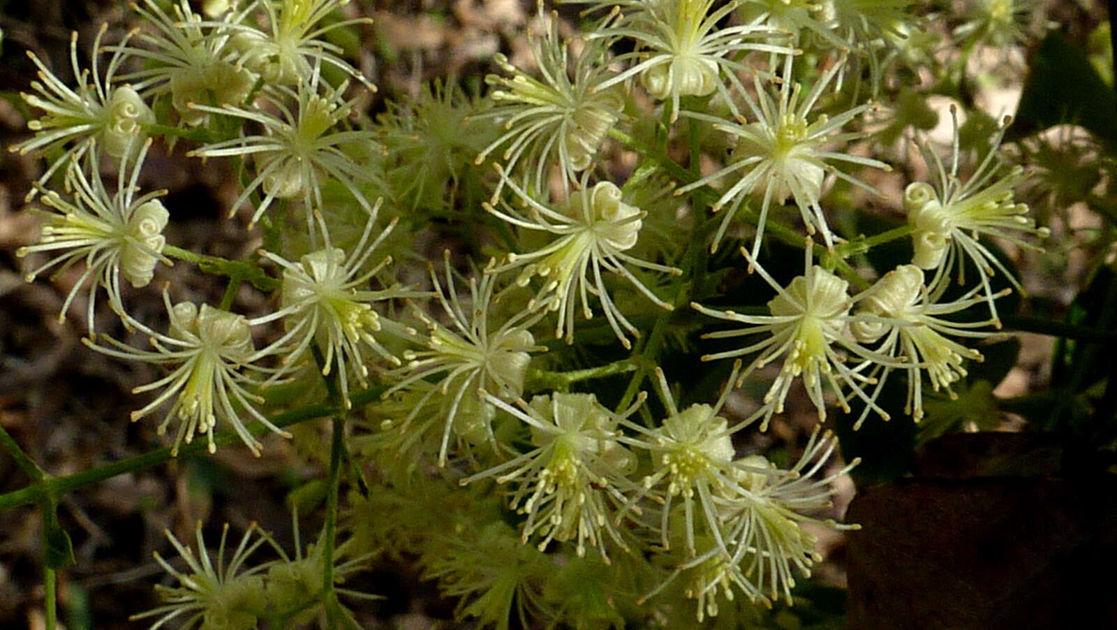 Sivun Clematis brasiliana DC. kuva