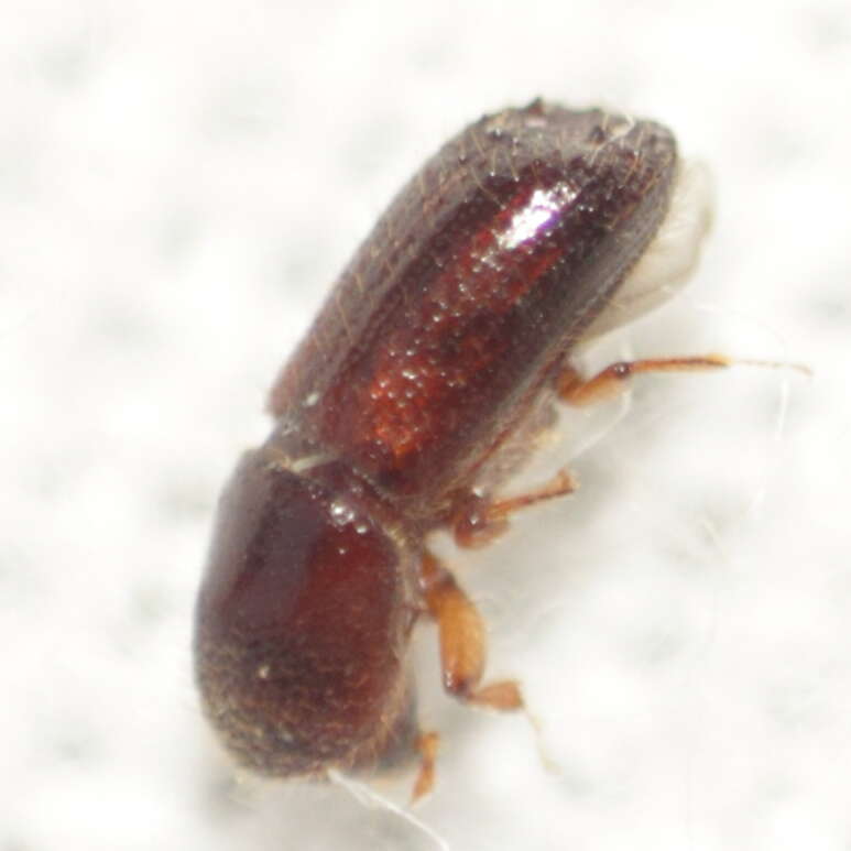 Image of Ambrosia beetle