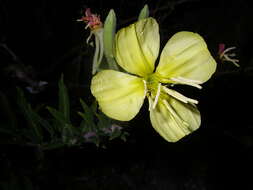 Image of evening primrose