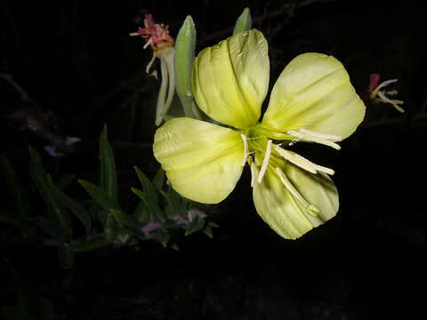 Oenothera elata Kunth的圖片