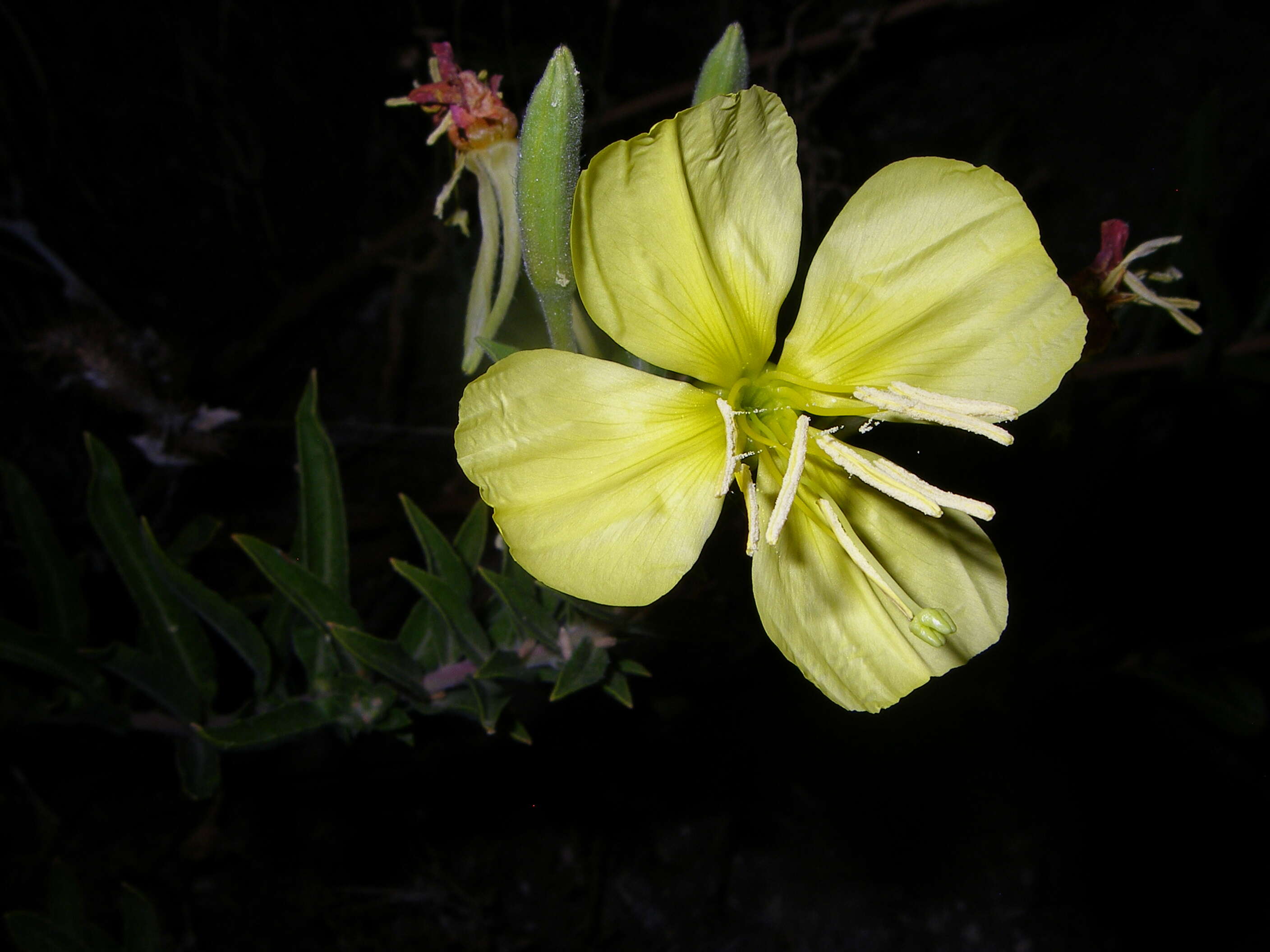 Imagem de Oenothera elata Kunth