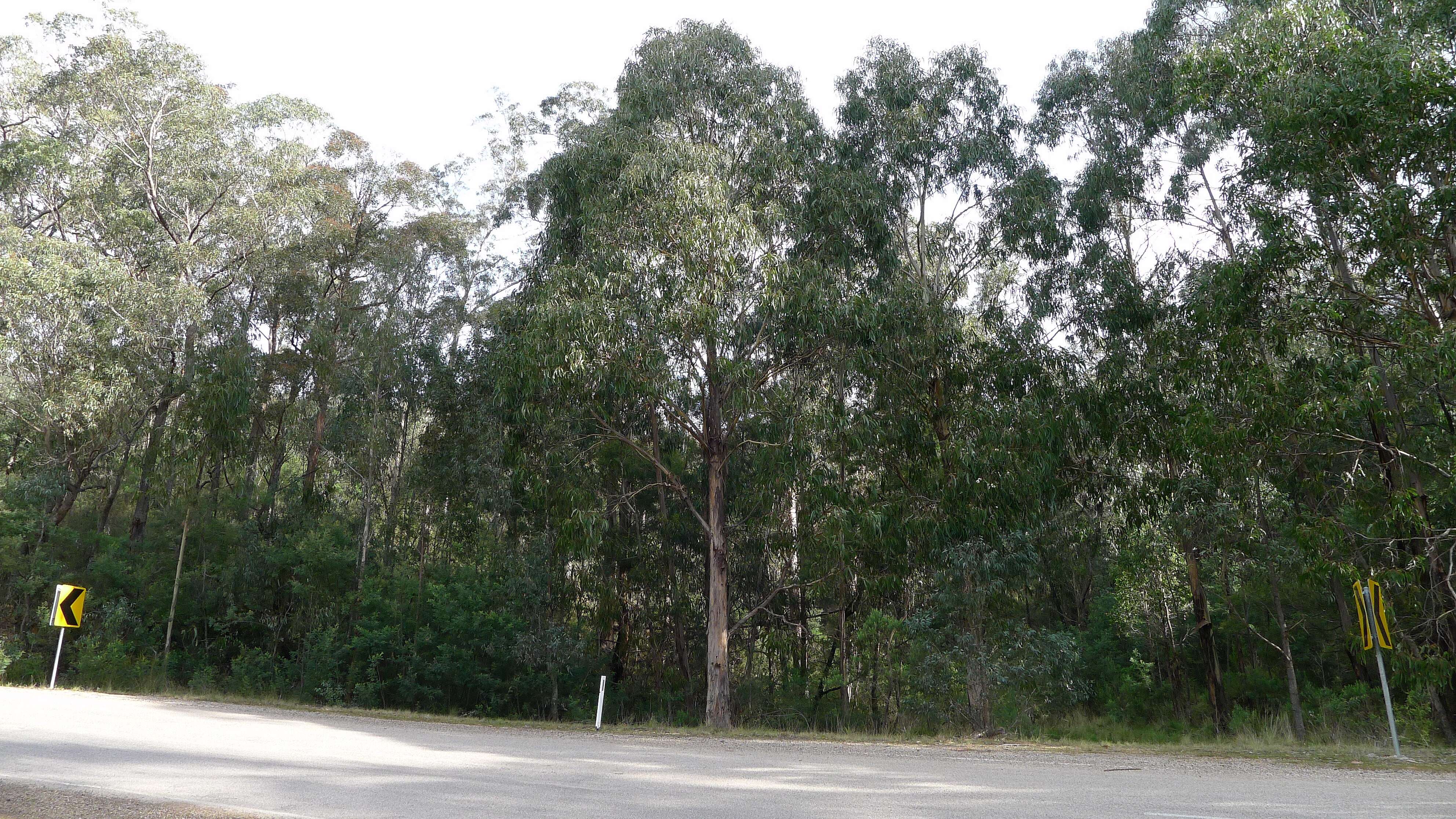 Слика од Eucalyptus globulus subsp. pseudoglobulus (Naud. ex Maiden) Kirkpatrick