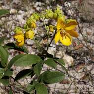 Image of Senna rugosa (G. Don) H. S. Irwin & Barneby