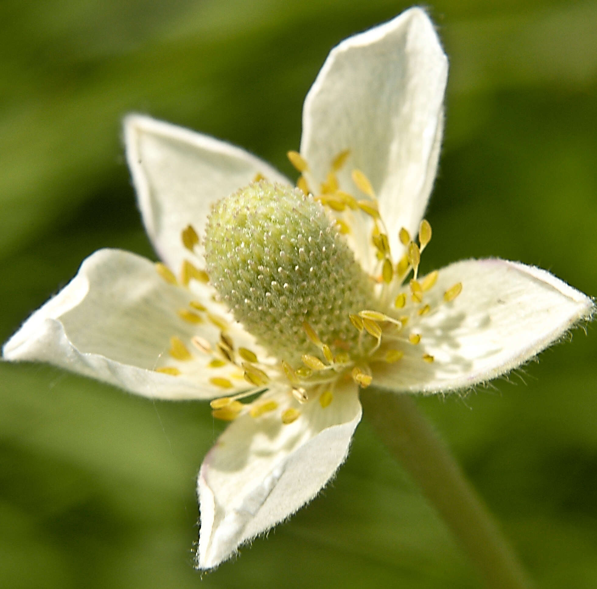 Image of candle anemone