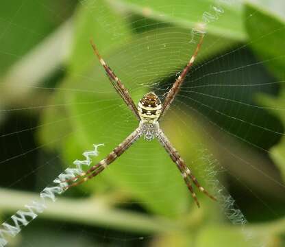 Image of St Andrews cross spider