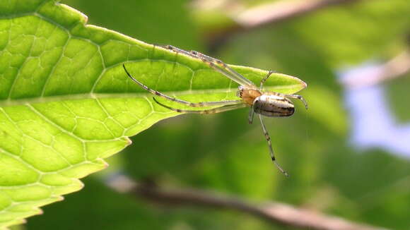 Image of Leucauge blauda