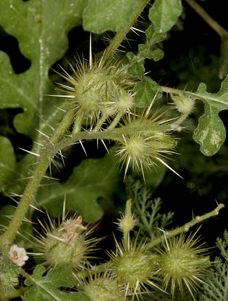 Image of buffalobur nightshade