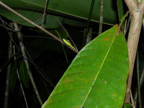 Image of Brown vinesnake