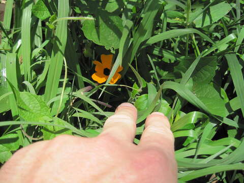 Image of blackeyed Susan vine