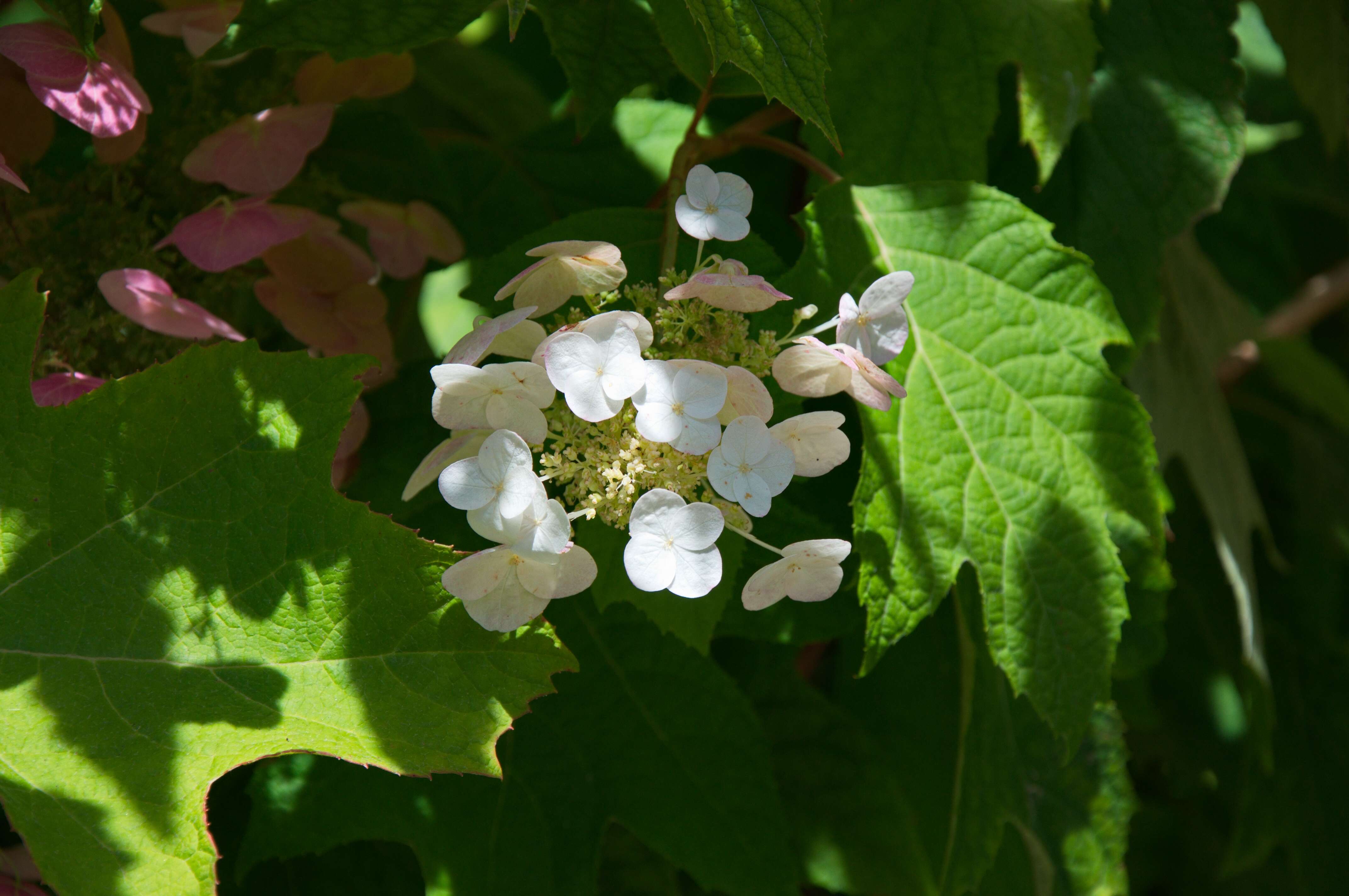 Image of hydrangea