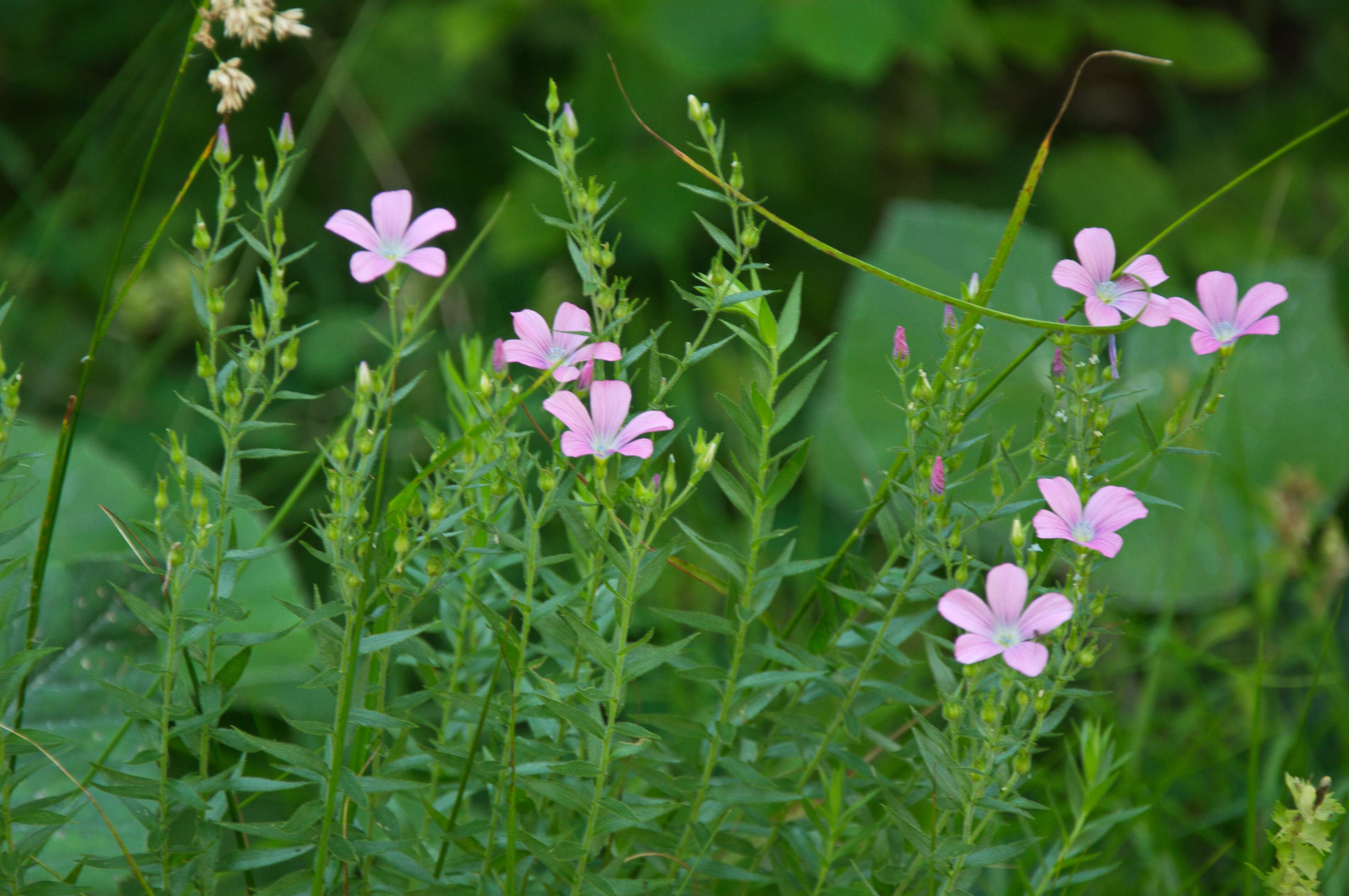 Image of Sticky Flax