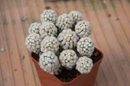 Image of Mammillaria vetula subsp. gracilis (Pfeiff.) D. R. Hunt