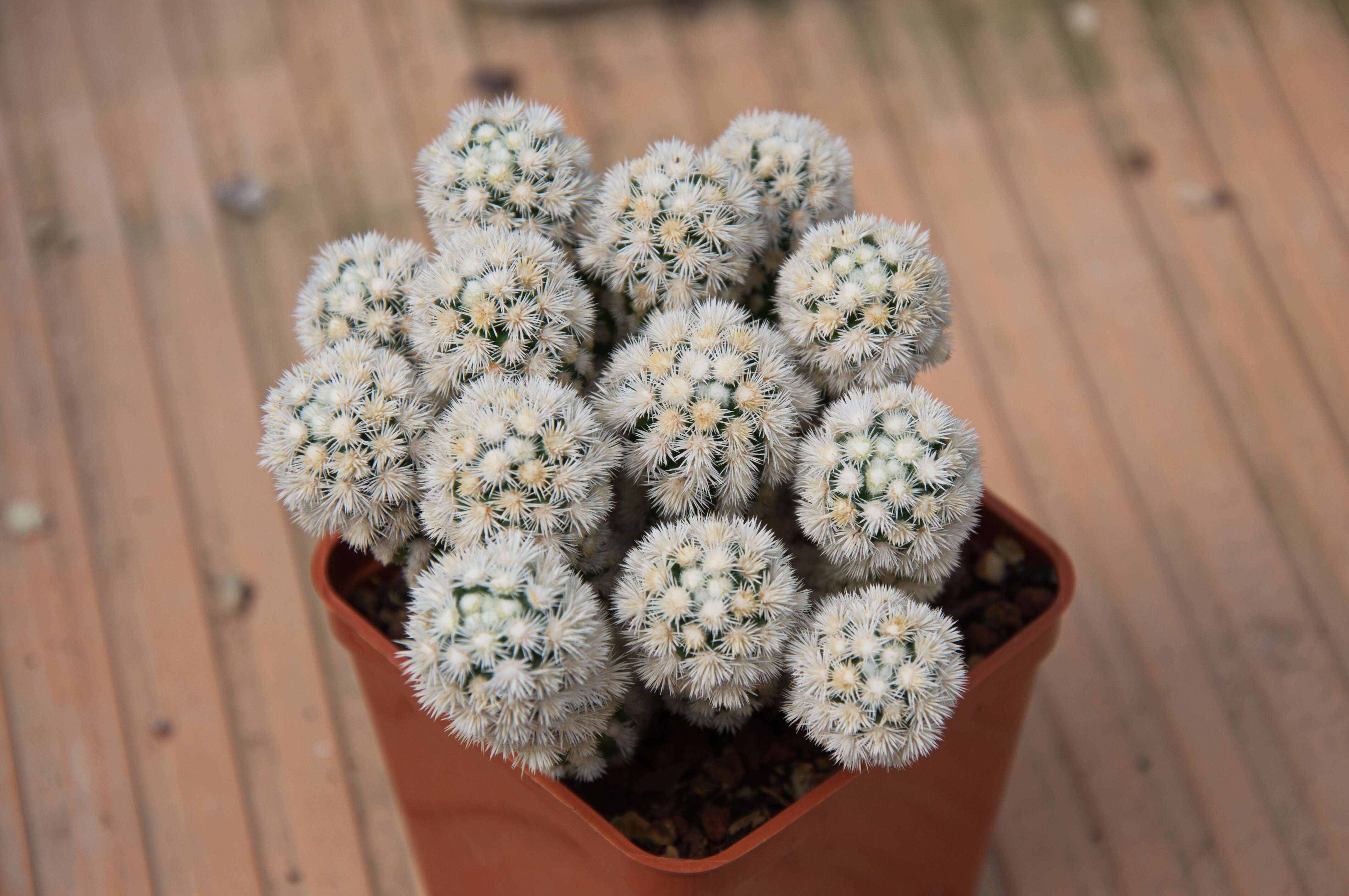 Image of Mammillaria vetula Mart.