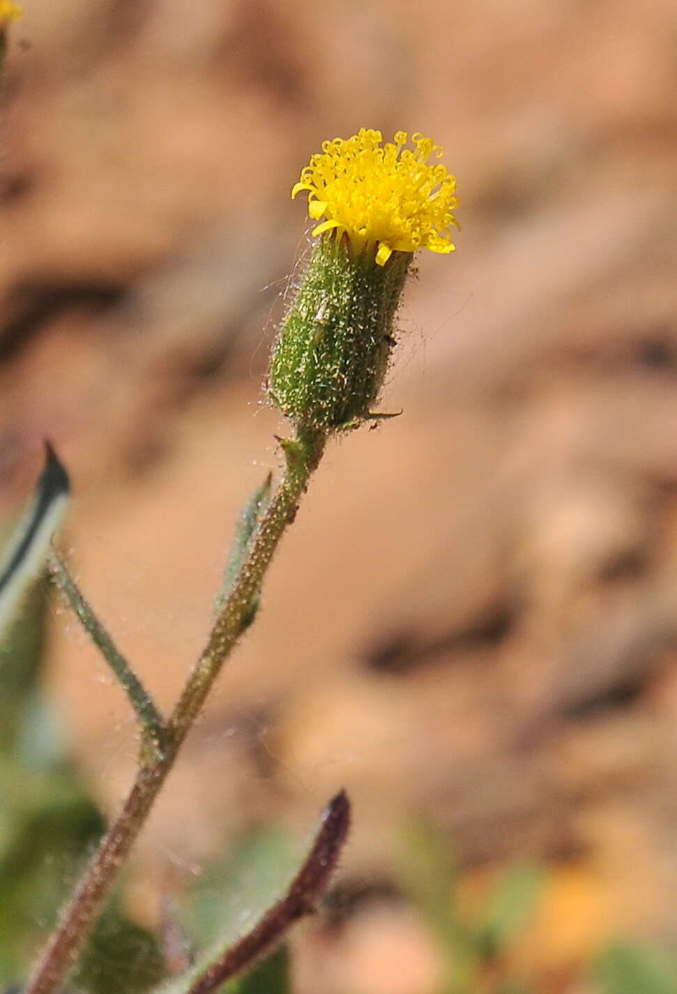 Plancia ëd Senecio lividus L.