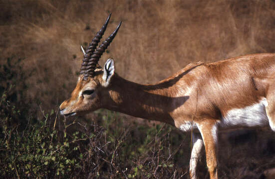 Image of Chinkara