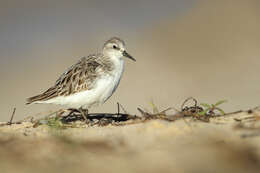 Image of Calidris Merrem 1804