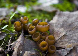 Image of sac fungi