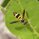 Image of Pachodynerus scrupeus (Zavattari 1912)