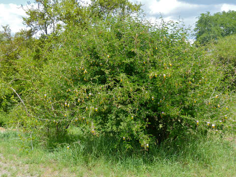 Imagem de Dichrostachys cinerea (L.) Wight & Arn.