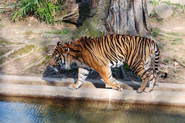 Image of Tiger