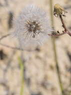 Image of beaked hawksbeard