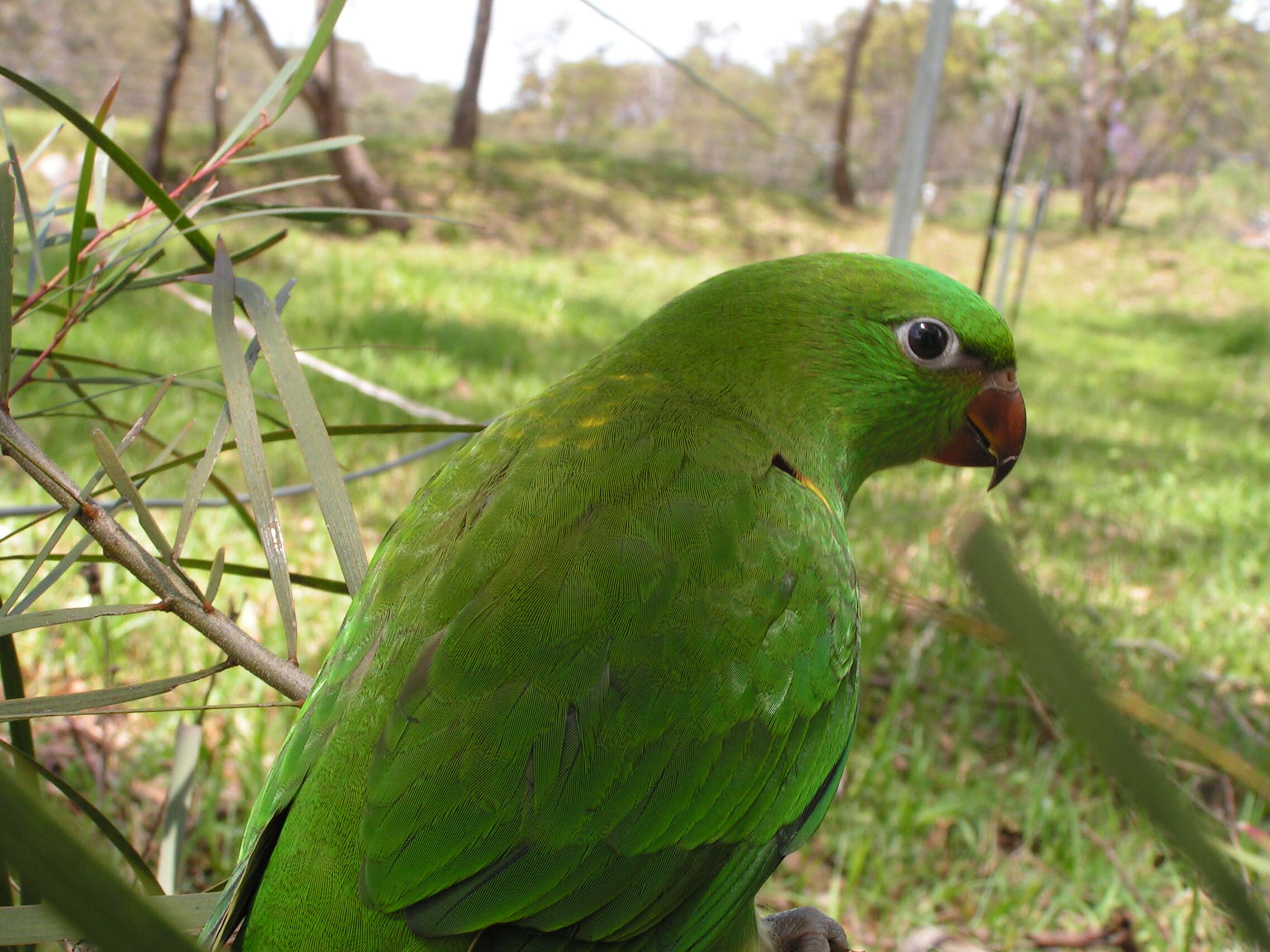 صورة Trichoglossus chlorolepidotus (Kuhl 1820)