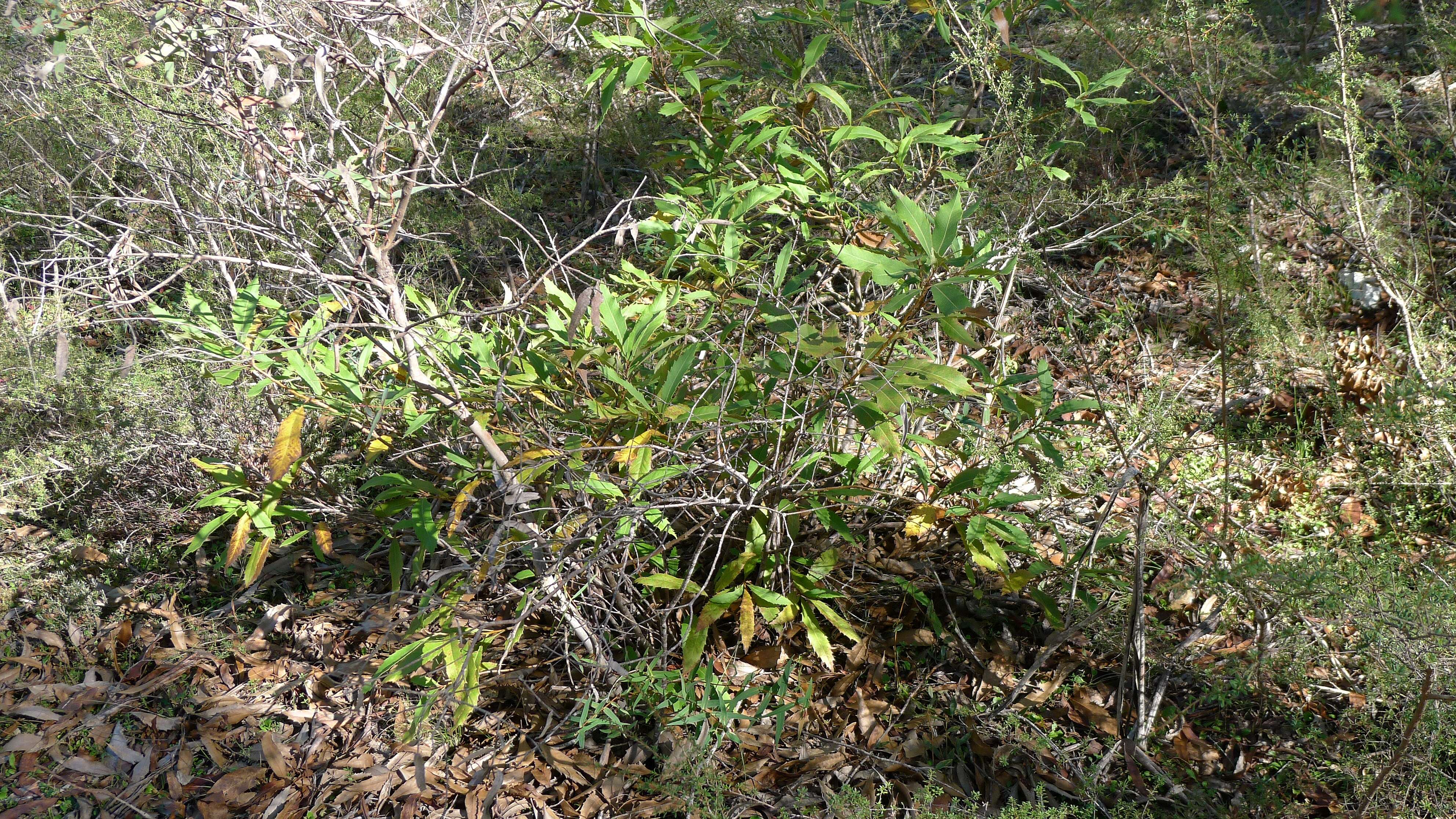 Image of Lomatia ilicifolia R. Br.