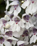 Image of Prostanthera lasianthos var. lasianthos