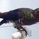 Image of Asian Emerald Cuckoo