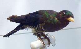 Image of Asian Emerald Cuckoo