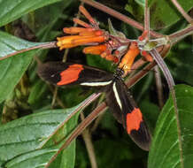 Image of Heliconius