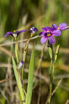 Image of western blue-eyed grass