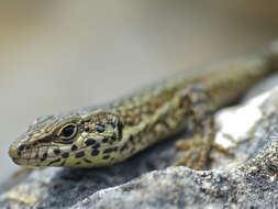 Image of Columbretes Wall Lizard