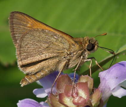 Image of Tawny-edged Skipper