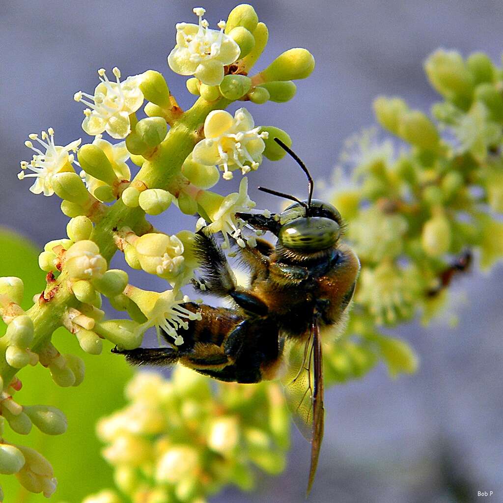 Image of carpenter bee