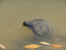 Image of Trachemys Agassiz 1857