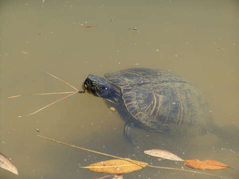 Image of slider turtle, red-eared terrapin, red-eared slider