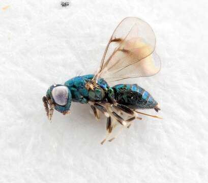 Image of Parasitoid wasp