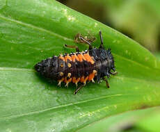 Image of Harlequin Ladybird