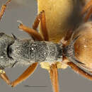 Image of Polyrhachis bicolor aurinasis Forel 1901