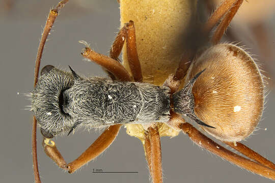 Image de Polyrhachis bicolor Smith 1858