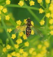 Image of Flower Flies