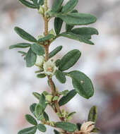 Image of Boronia duiganiae M. F. Duretto