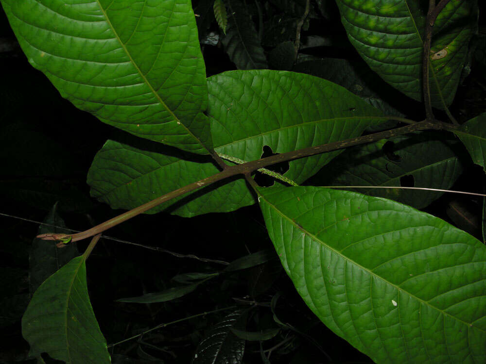 Image of Neea amplifolia Donn. Smith