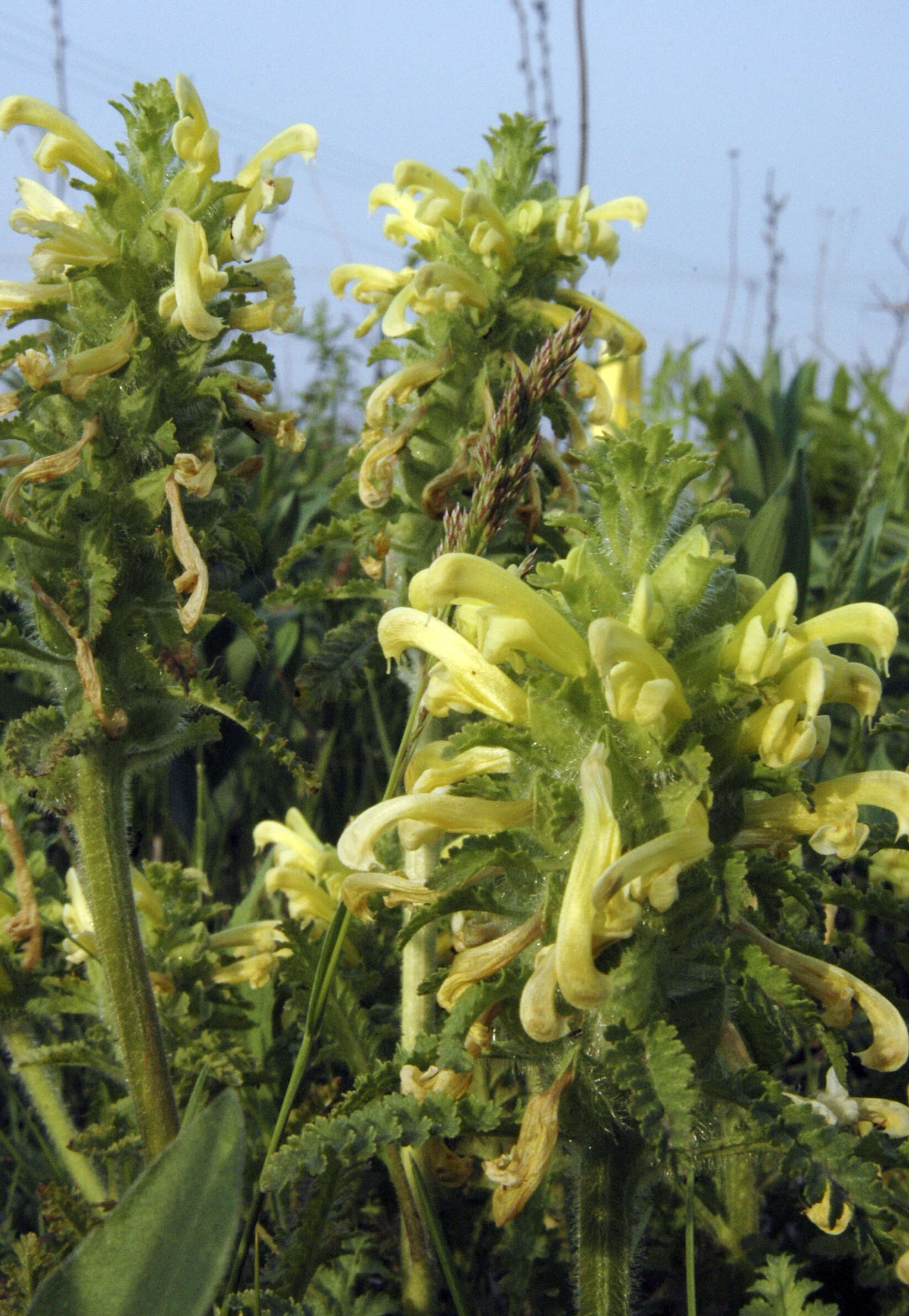 Image of Canada lousewort